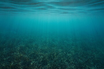 Fototapeta na wymiar Grassy seabed and water surface underwater in the sea (Posidonia oceanica seagrass), natural scene, Mediterranean sea