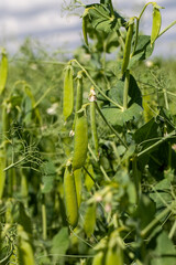 ripe green peas, which are used for canning