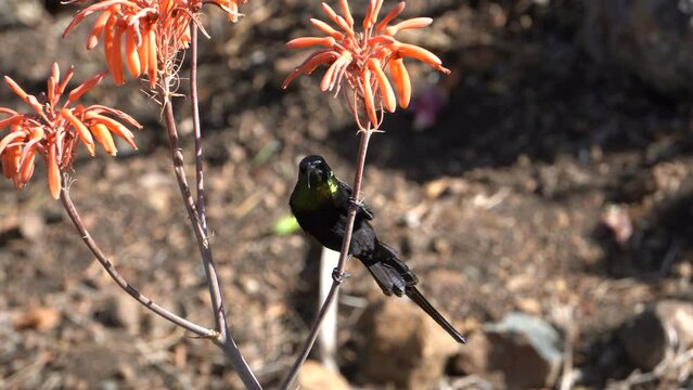 A sunbird sucks necta from an aloy flower.