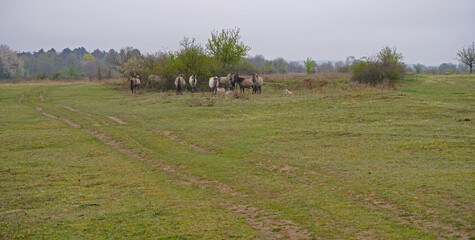 Konik wild horses in March in Saxony Anhalt © BabettsBildergalerie