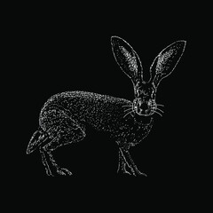 Jackrabbit hand drawing vector illustration isolated on black background