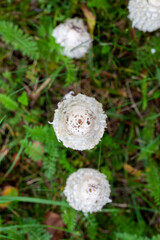 wild inedible mushrooms growing in the natural environment