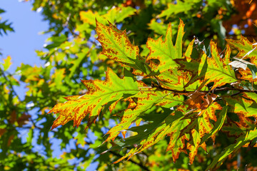 oak foliage turning yellow in autumn during leaf fall