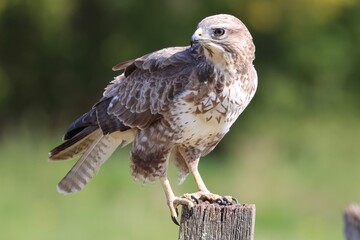 Buzzard