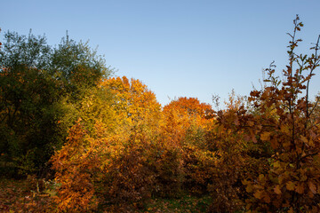 foliage of trees in the park in the autumn season