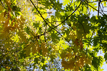 foliage of trees in the park in the autumn season