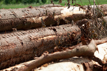 a large amount of pine wood during logging