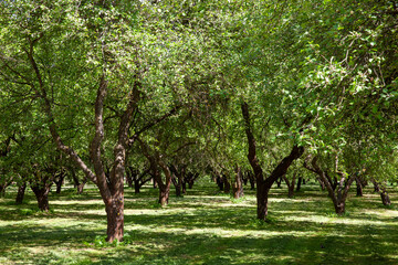 Fototapeta na wymiar deciduous trees growing in the park in the sunny summer