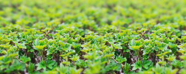 Fototapeta na wymiar banner green bush close-up, young green bright leaves of plant