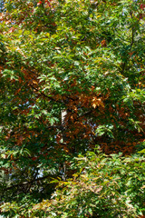 Fototapeta na wymiar oak foliage turning yellow in autumn during leaf fall