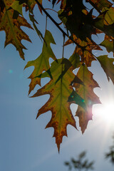oak foliage turning yellow in autumn during leaf fall