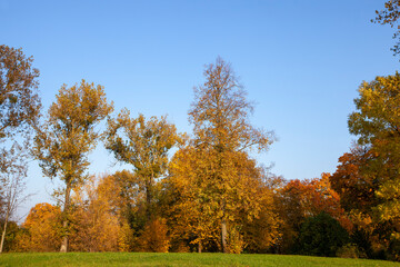 foliage of trees in the park in the autumn season