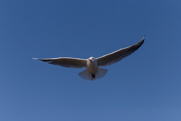 gull flying in a clear blue sky