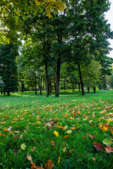 fallen autumn foliage of trees on green grass