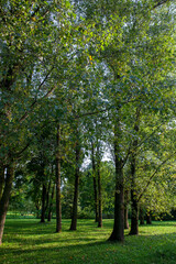 Fototapeta na wymiar foliage of trees in the park in the autumn season