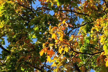 foliage of trees in the park in the autumn season