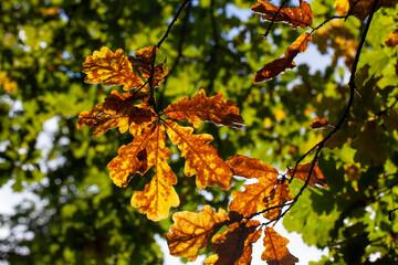 oak foliage turning yellow in autumn during leaf fall