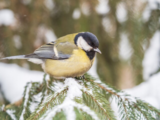 Cute bird Great tit, songbird sitting on the fir branch with snow in winter
