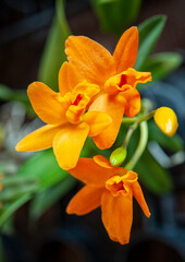 Cattleya ibrido, orange flower, is a genus in the orchid family Orchidaceae