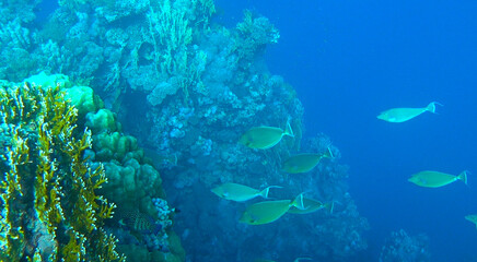 Fototapeta na wymiar amazing coral reef and fish