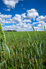 agricultural field where cereal wheat is grown