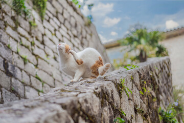 Cat on the street of Kotor, the city with the cats in Montenegro
