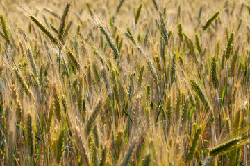 cereal plants during cultivation in the field in summer