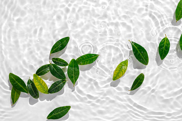 Green leaves on water surface. Beautiful water ripple background for product presentation. Copy...