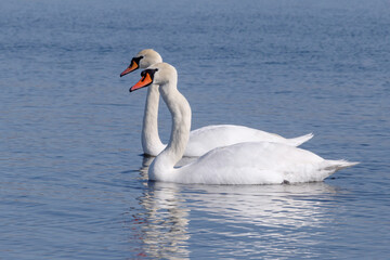 couple of white swans swimming in a river