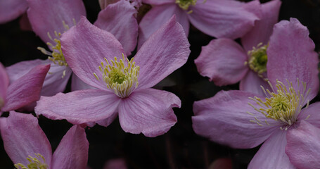 Clematis Montana