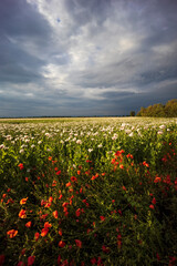 Fototapeta na wymiar field with poppies just before the storm