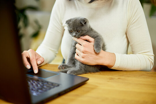 Unrecognizable Hand Woman Searching Vet Website On Laptop To Register Cat Kitten For Veterinary Consultation, Freelancer Female Working From Home.