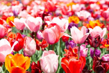 素敵なチューリップ畑