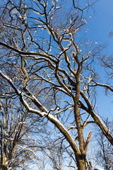 deciduous trees covered with snow in winter