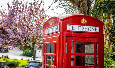 Red classic phone booth and the cherry blossom