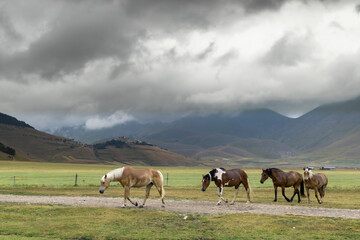 Fototapeta na wymiar horses in mountain landscape near Castelluccio village in National Park Monte Sibillini, Umbria region, Italy