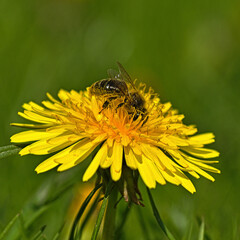 A bee pollinating a dandelion flower.