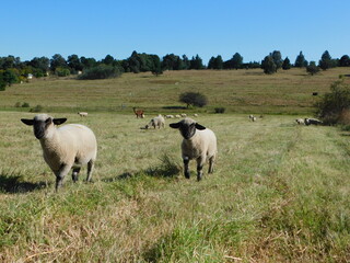 Naklejka na ściany i meble Closeup photo of two cute Hampshire Ewe sheep walking towards the camera, and a herd of sheep in the background, on a sunny day under a blue sky on a farm in South Africa