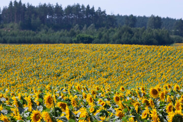 Fototapeta premium agricultural field where sunflower is grown for oil production