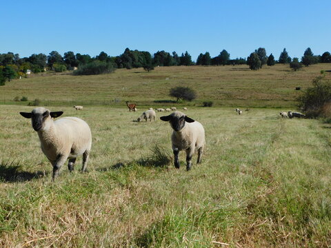 Closeup photo of two cute Hampshire Ewe sheep walking towards the camera, and a herd of sheep in the background, on a sunny day under a blue sky on a farm in South Africa