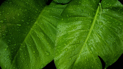 tropical green leaf with water drops