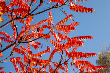 changes in nature during the autumn season