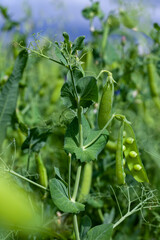 agricultural field where green peas are grown