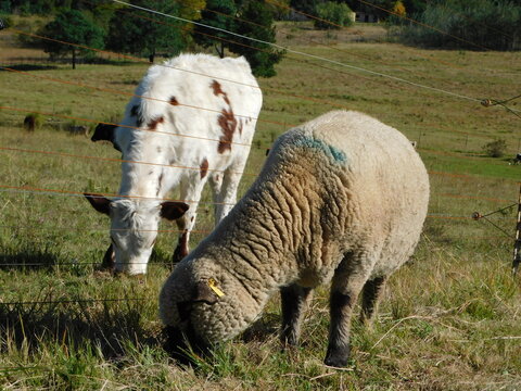 Adorable photograph of a Hampshire Ewe Sheep grazing next to an electric fence and a cow calf on the other side of the fence that is white with brown spots.