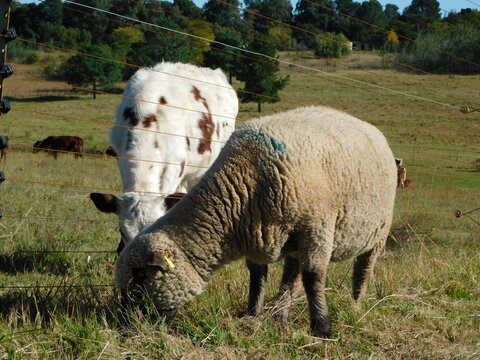 Adorable photograph of a Hampshire Ewe Sheep grazing next to an electric fence and a cow calf on the other side of the fence that is white with brown spots.