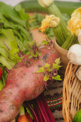 Fresh vegetables on the table. Carrot, garlic, tomato, zucchini flowers, beetroot, kohlrabi, onion, marrow, potatoes, celery, radish, cucumber,  peas. Healthy organic food concept. 