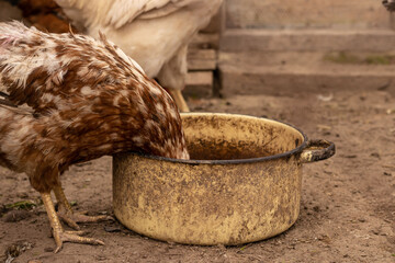 red hen put her head down in a dirty pot