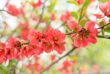 Chaenomeles flowers close up. Spring flowering bush.