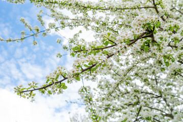 White fresh fruit tree flowers in spring.