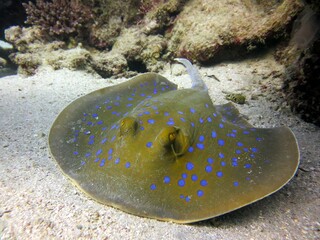 Blue spotted stingray